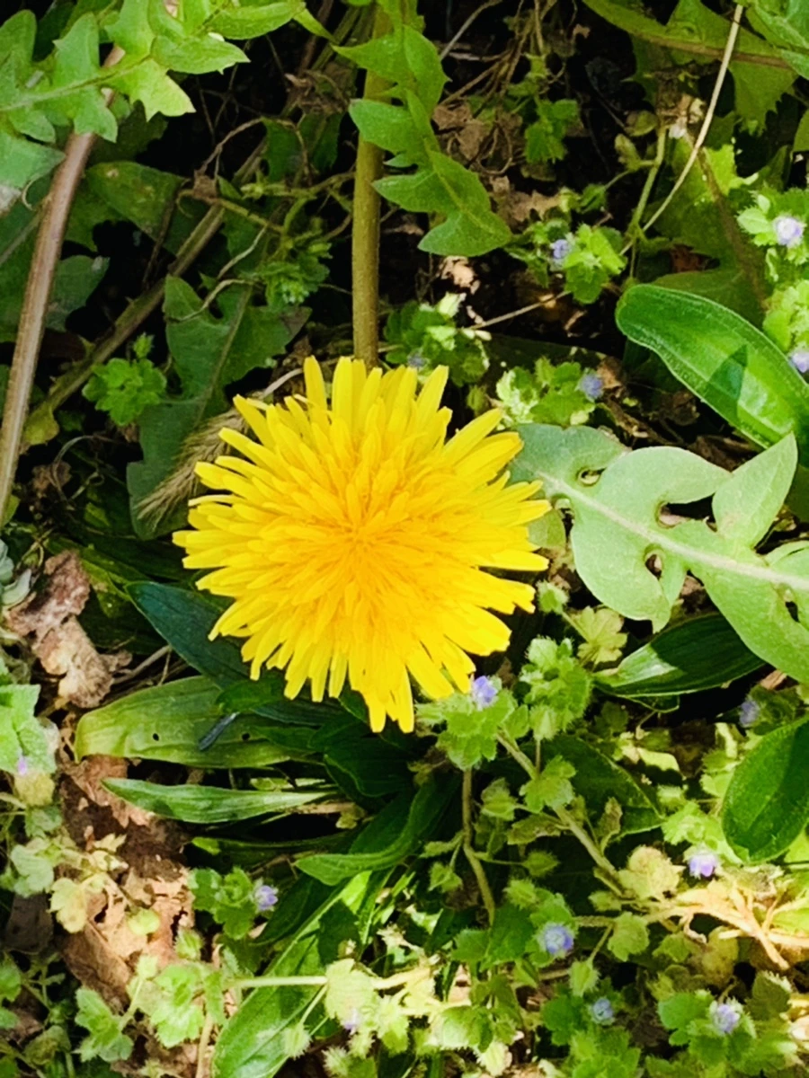 IMG_4522.jpg?type=w966