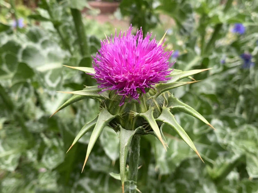 IMG_2971.jpg?type=w966