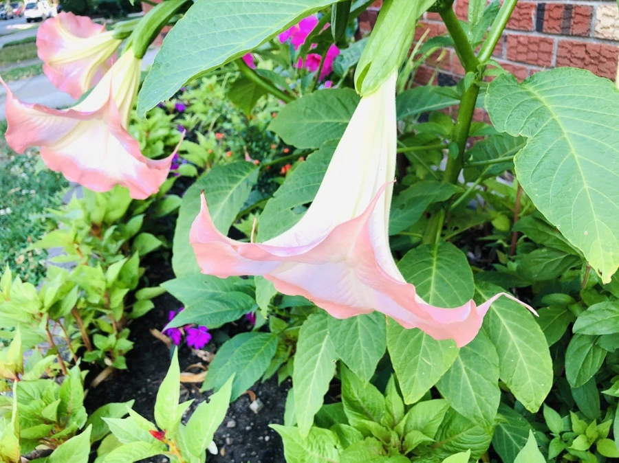 IMG_3570.jpg?type=w966