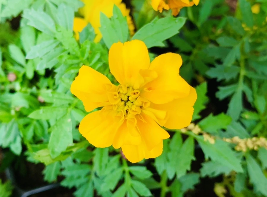 IMG_9055.jpg?type=w966