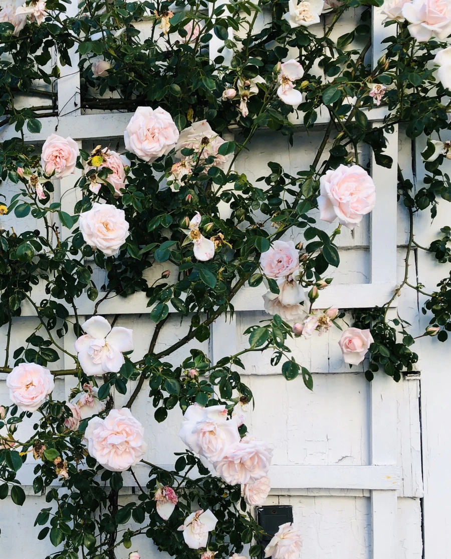 IMG_8462.jpg?type=w966