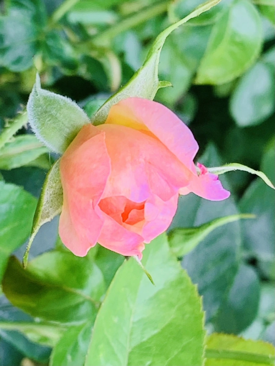 IMG_0535.jpg?type=w966