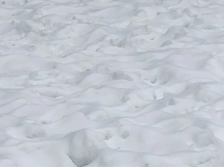 IMG_2356.jpg?type=w966