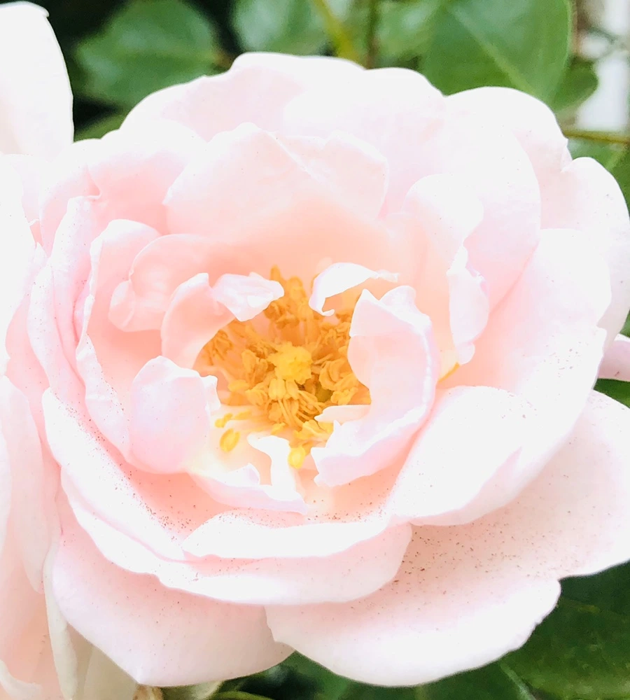 IMG_8879.jpg?type=w966