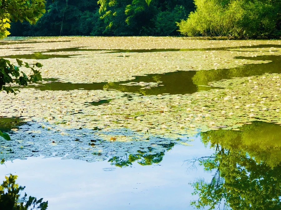 IMG_4946.jpg?type=w966