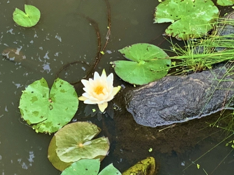 IMG_7175.jpg?type=w966