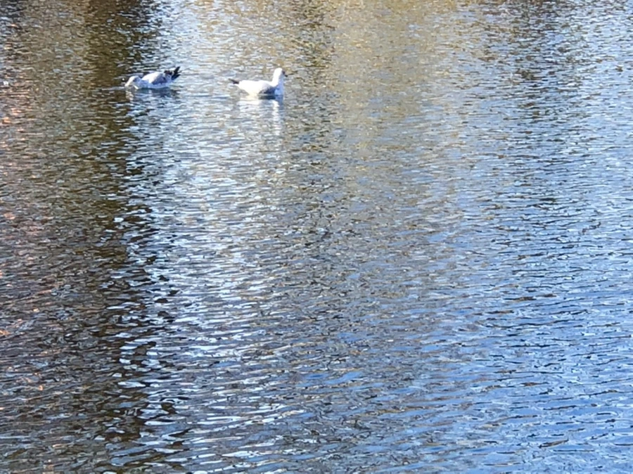 IMG_9734.jpg?type=w966