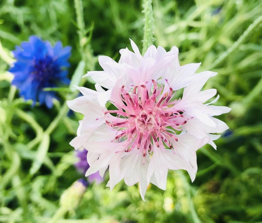 IMG_6480.jpg?type=w966