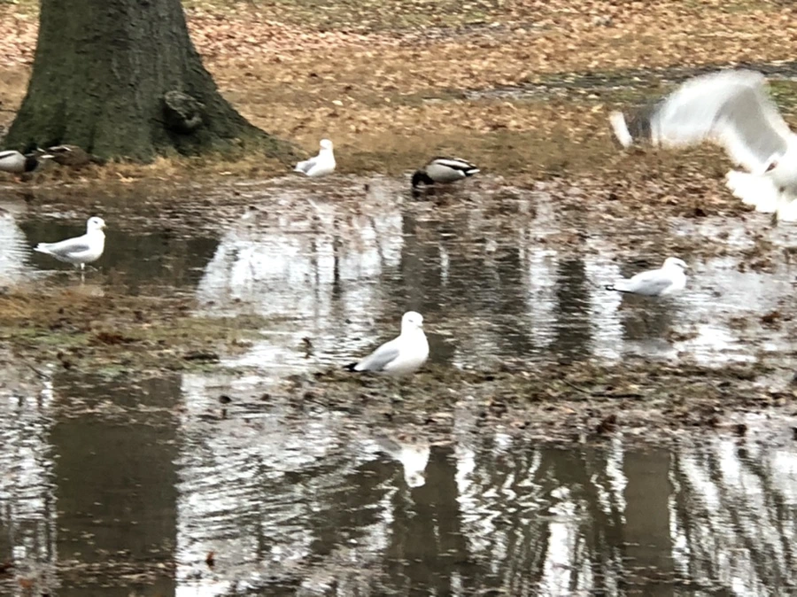 IMG_9405.jpg?type=w966