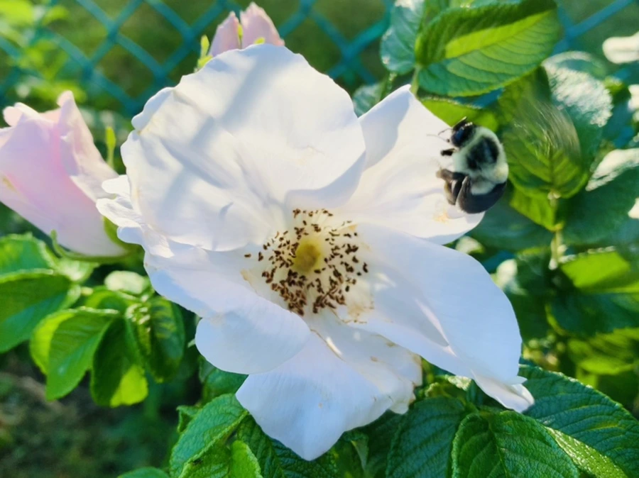 IMG_6250.jpg?type=w966