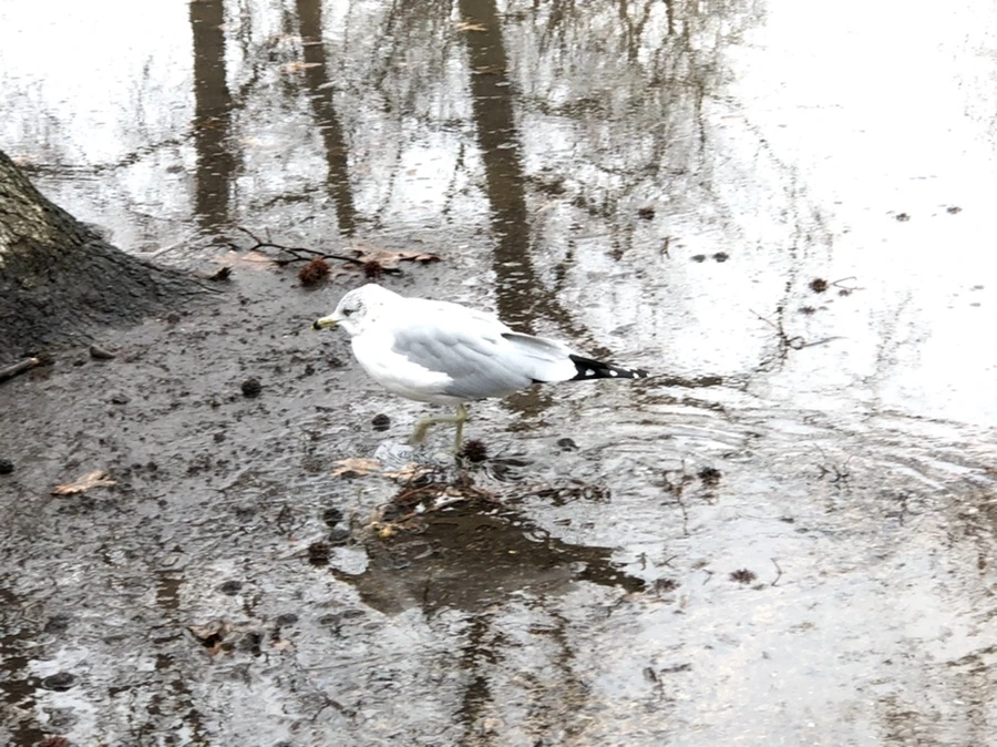 IMG_9478.jpg?type=w966