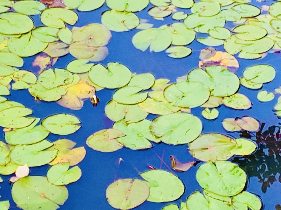 IMG_5551.jpg?type=w966