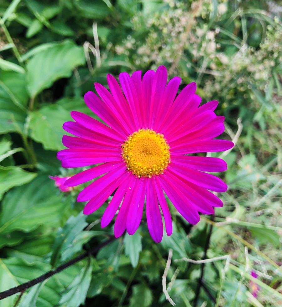 IMG_0118.jpg?type=w966