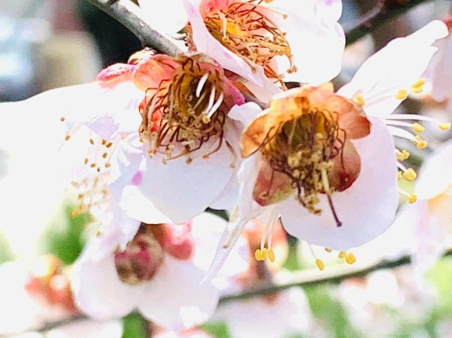 IMG_4217.jpg?type=w966