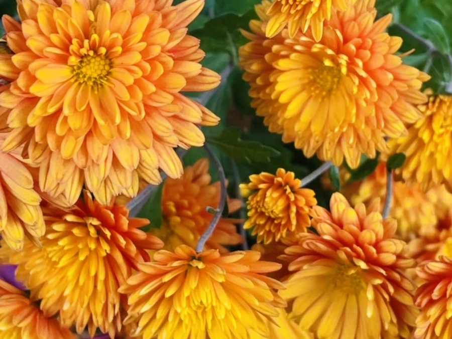 IMG_5899.jpg?type=w966