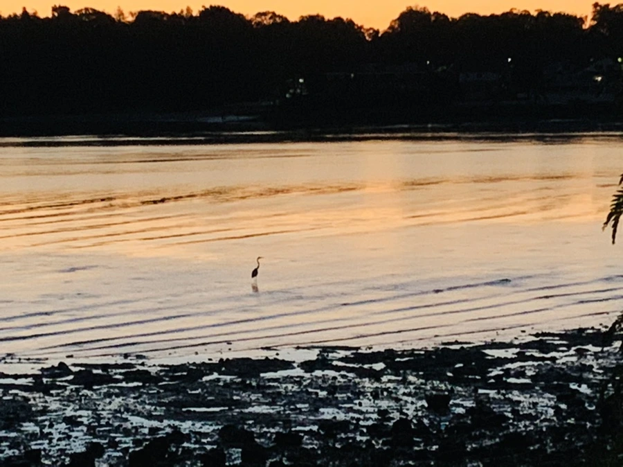 IMG_8489.jpg?type=w966