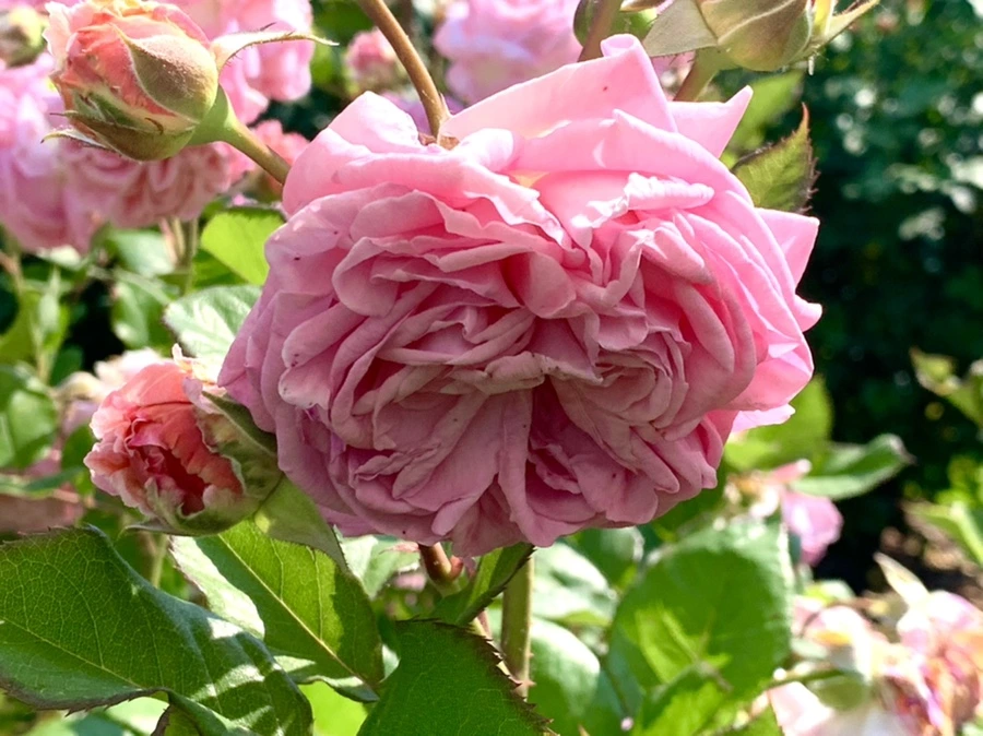 IMG_7636.jpg?type=w966