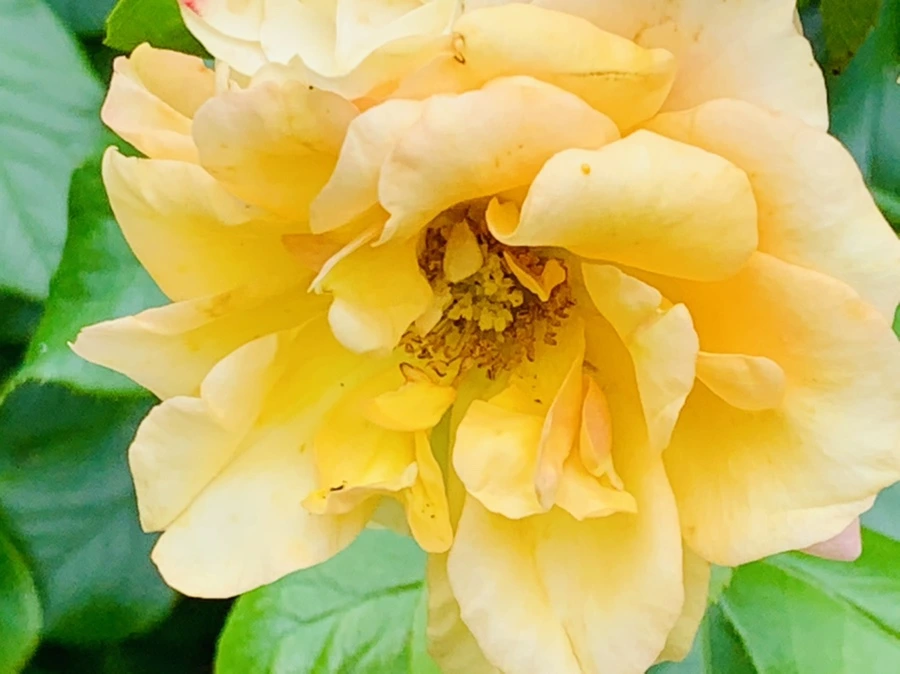 IMG_0450.jpg?type=w966