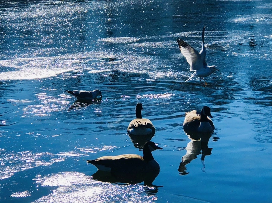 IMG_8072.jpg?type=w966