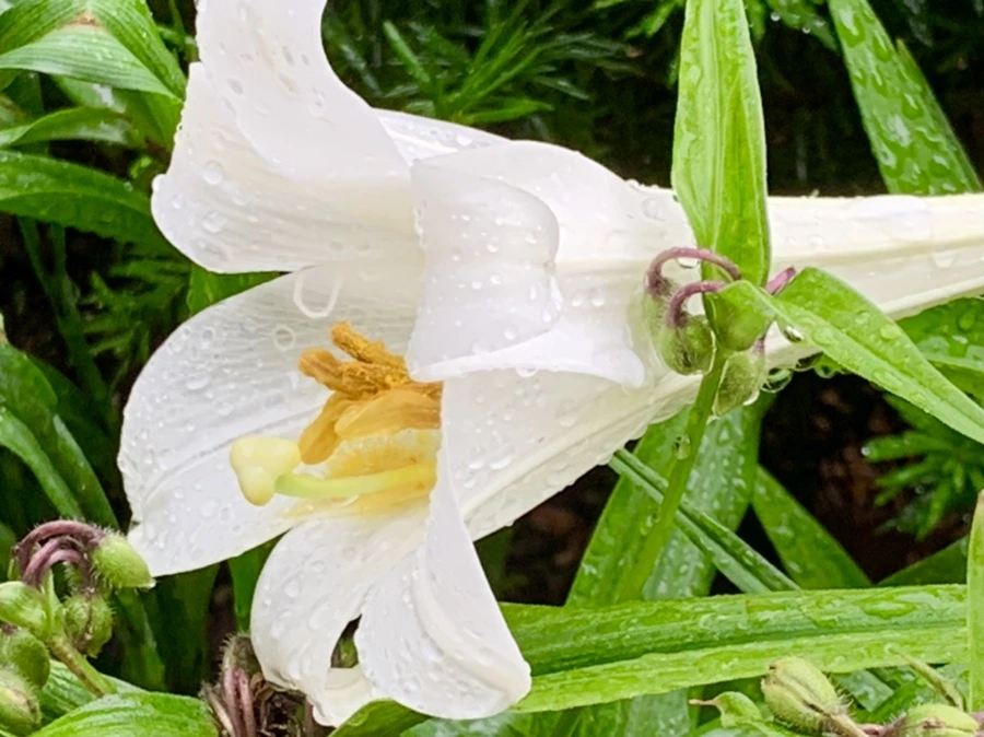 IMG_9746.jpg?type=w966