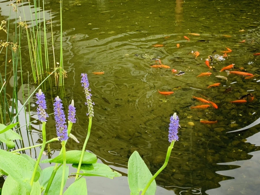 IMG_1069.jpg?type=w966