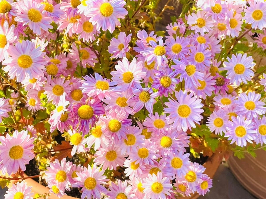 IMG_1782.jpg?type=w966