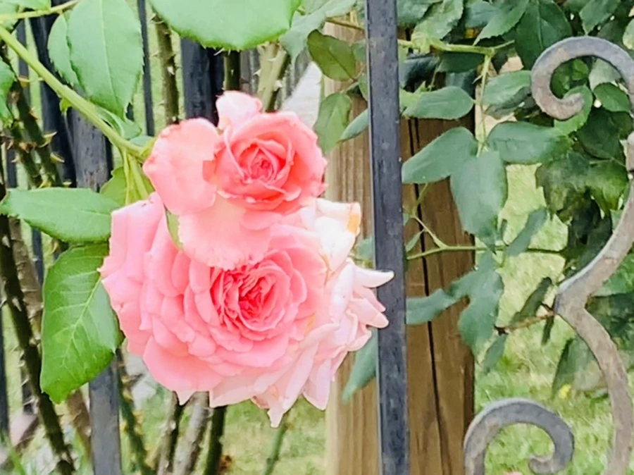 IMG_5927.jpg?type=w966