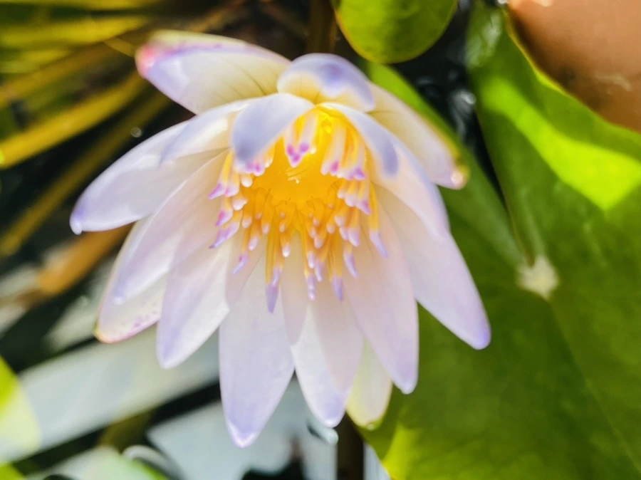 IMG_5199.jpg?type=w966