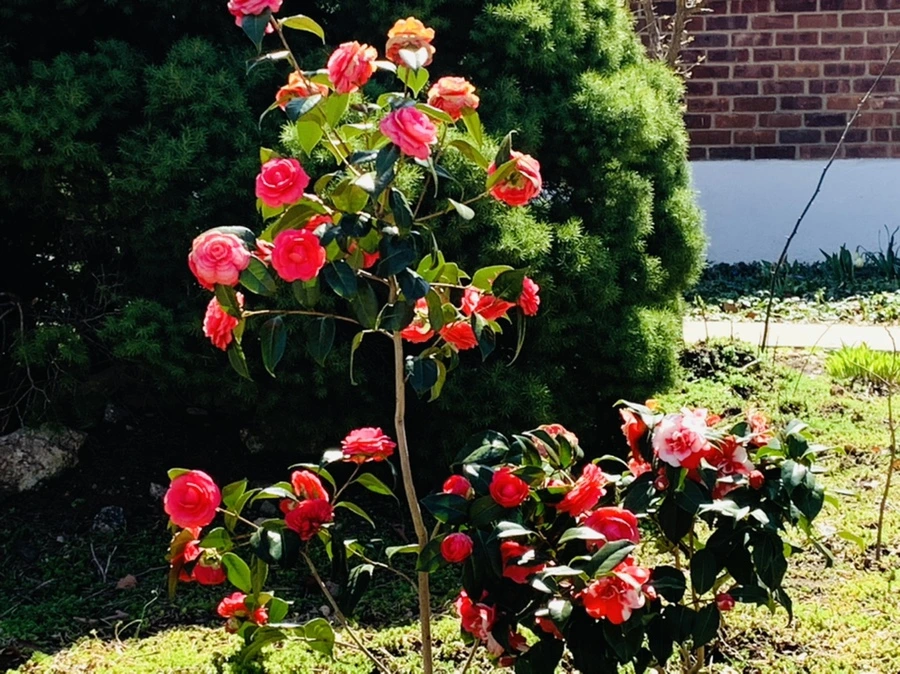 IMG_7827.jpg?type=w966