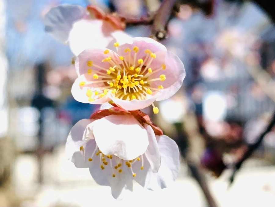 IMG_1316.jpg?type=w966