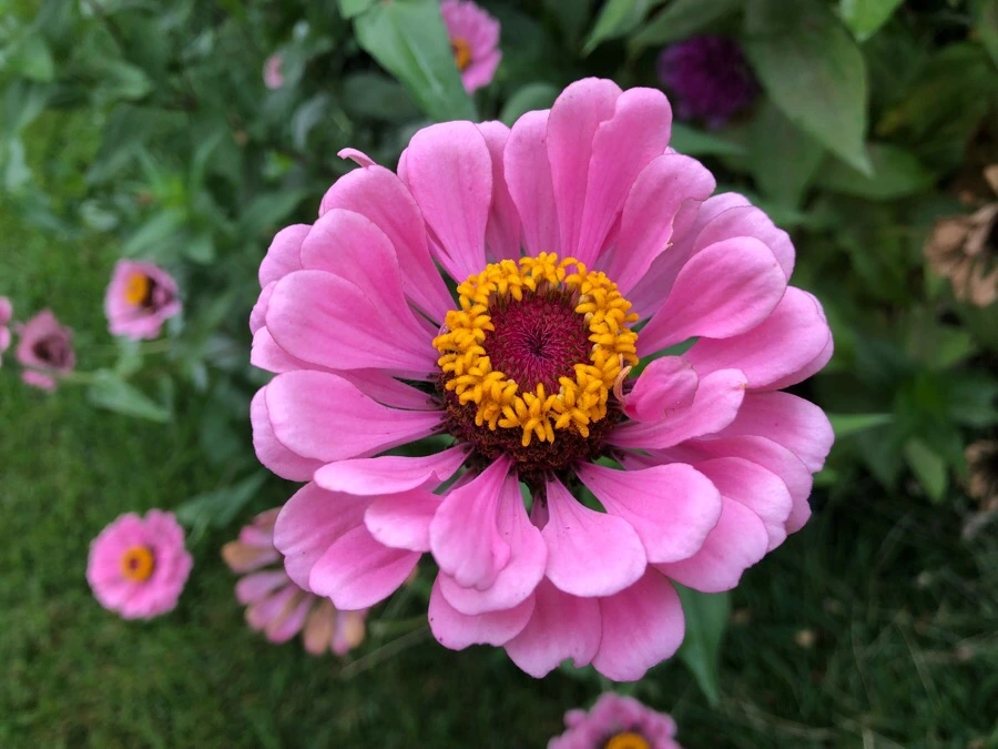 IMG_4311.jpg?type=w966