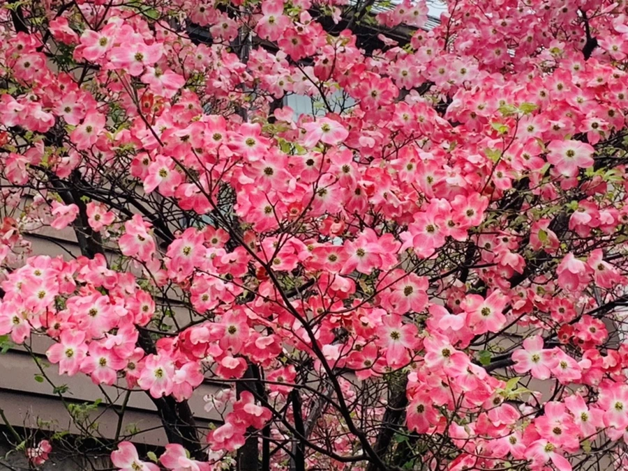 IMG_5327.jpg?type=w966