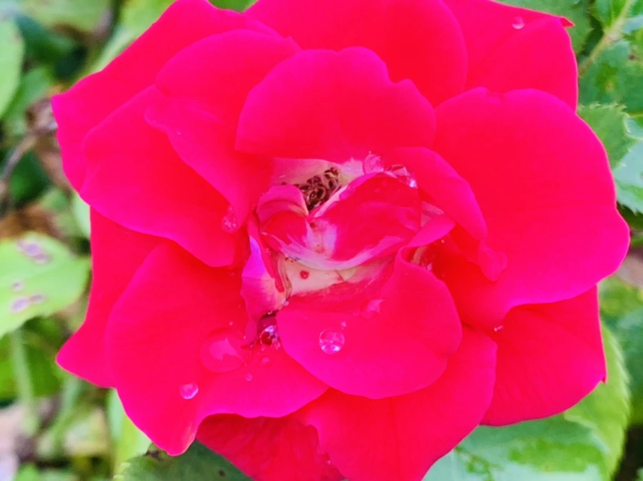 IMG_0947.jpg?type=w966