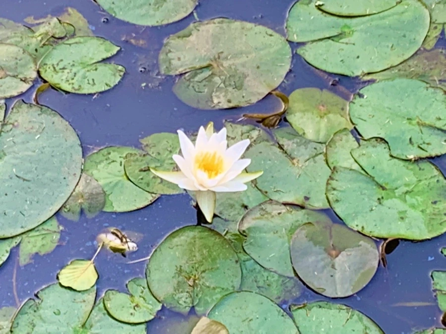 IMG_8624.jpg?type=w966