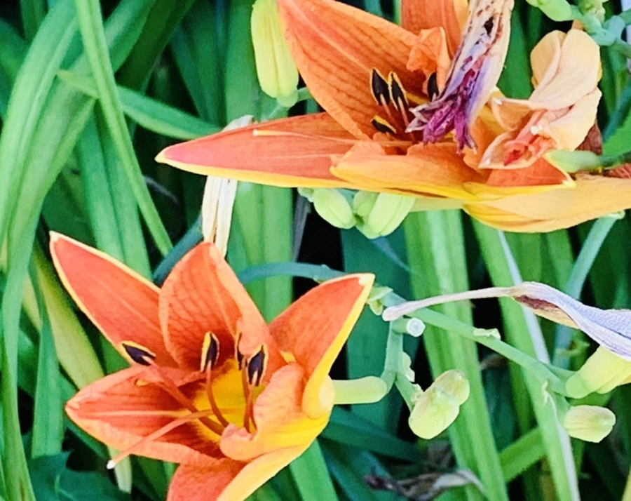 IMG_4861.jpg?type=w966