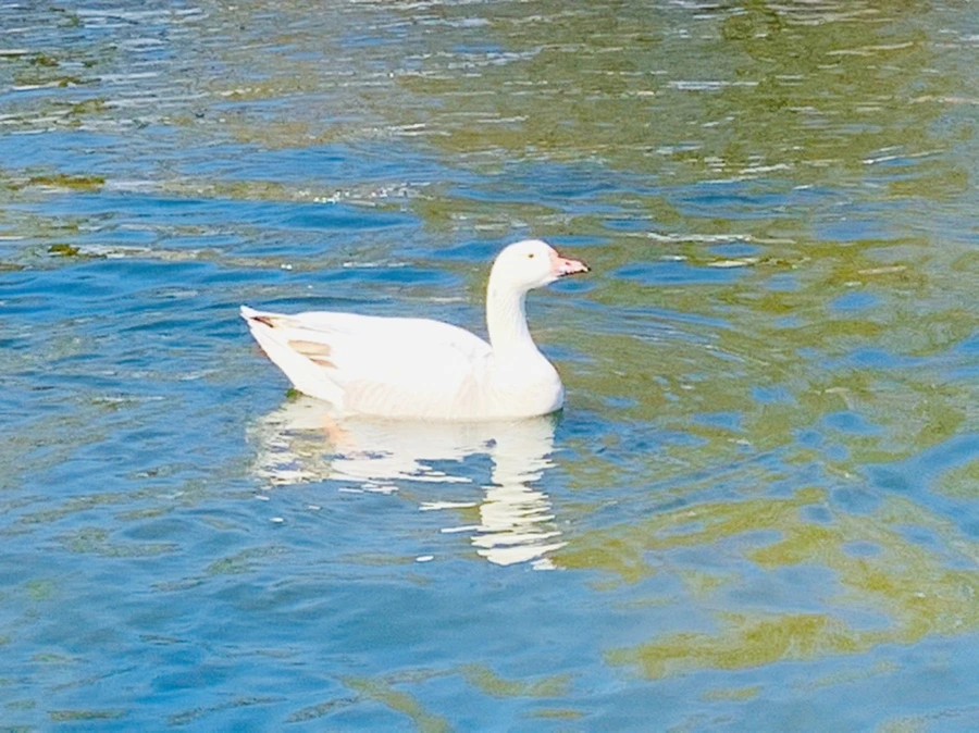 IMG_9943.jpg?type=w966