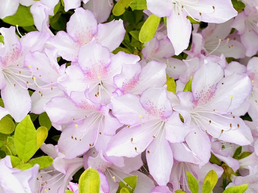 IMG_0899.jpg?type=w966