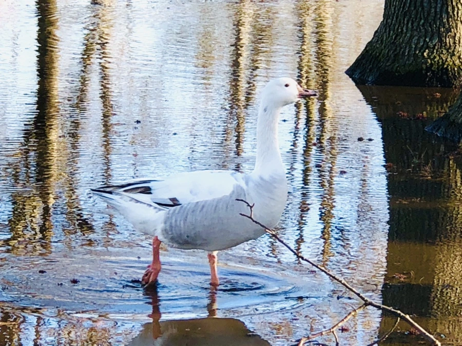 IMG_9295.jpg?type=w966