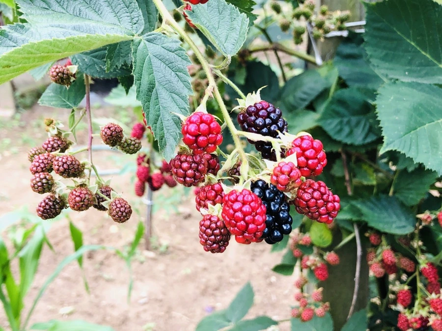 IMG_1677.jpg?type=w966