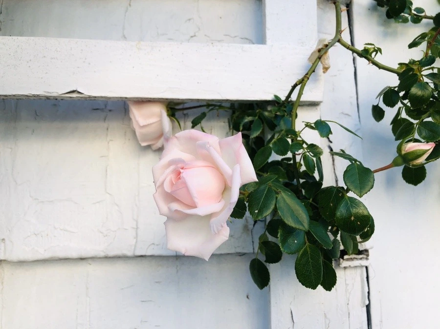 m_l43p80Lf7D5lkfwybCKyzJSBA