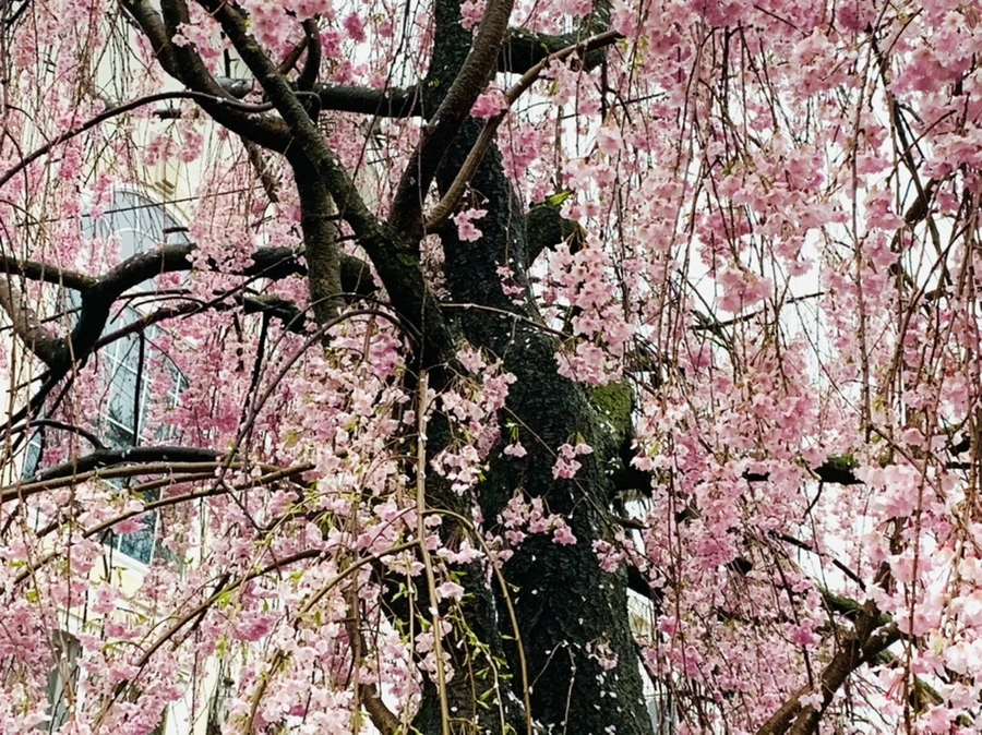 IMG_2316.jpg?type=w966