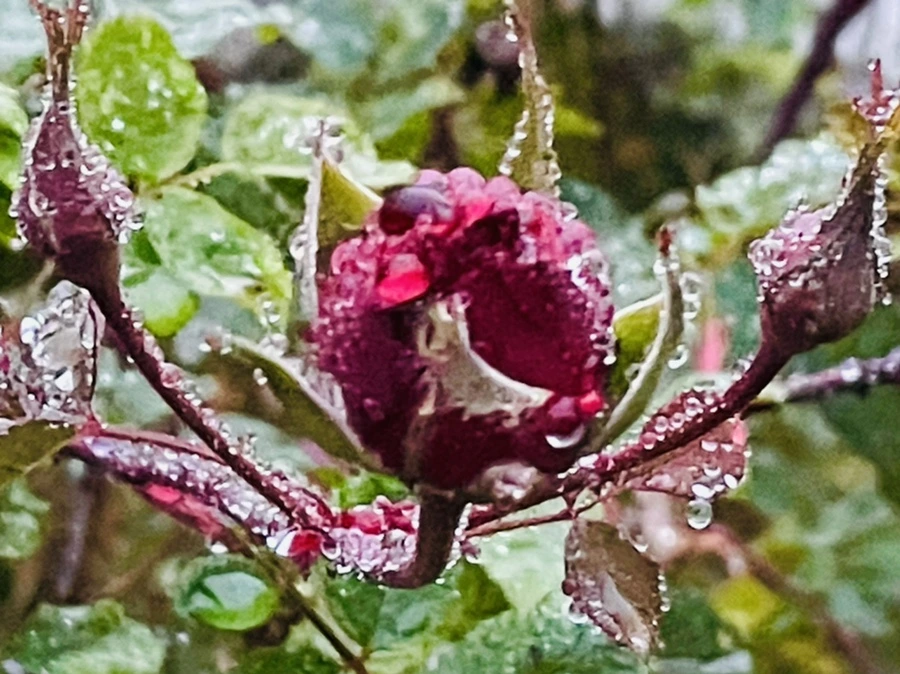 IMG_6388.jpg?type=w966