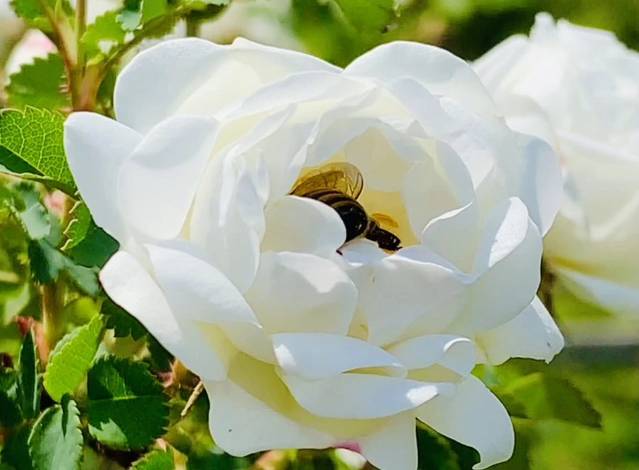 IMG_4332.jpg?type=w966