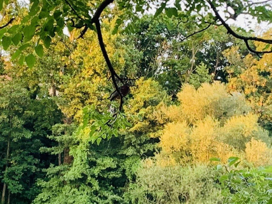 IMG_5530.jpg?type=w966