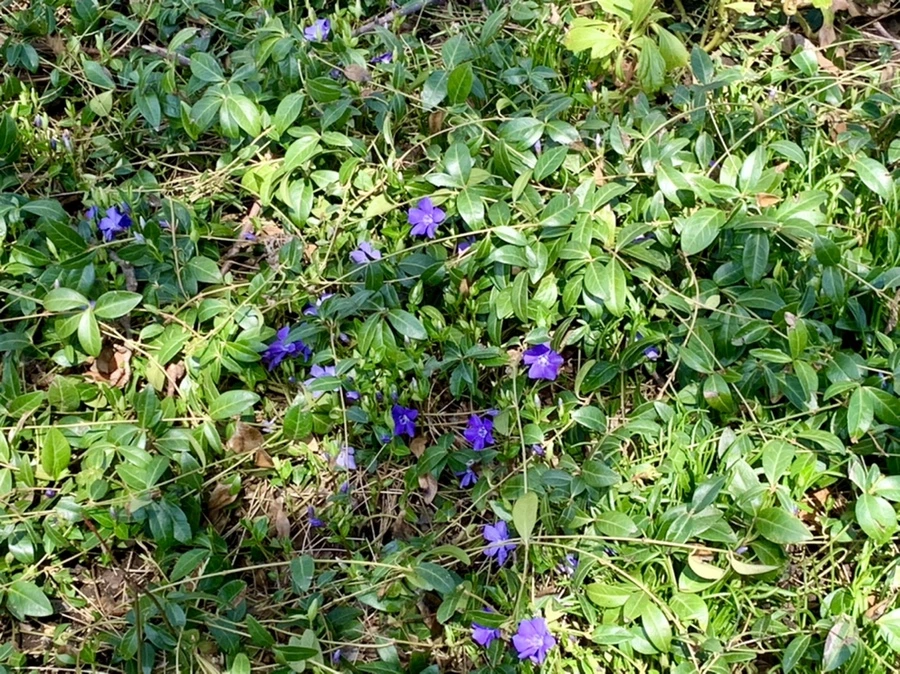 IMG_4313.jpg?type=w966