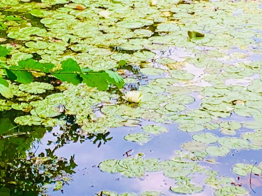 IMG_5219.jpg?type=w966