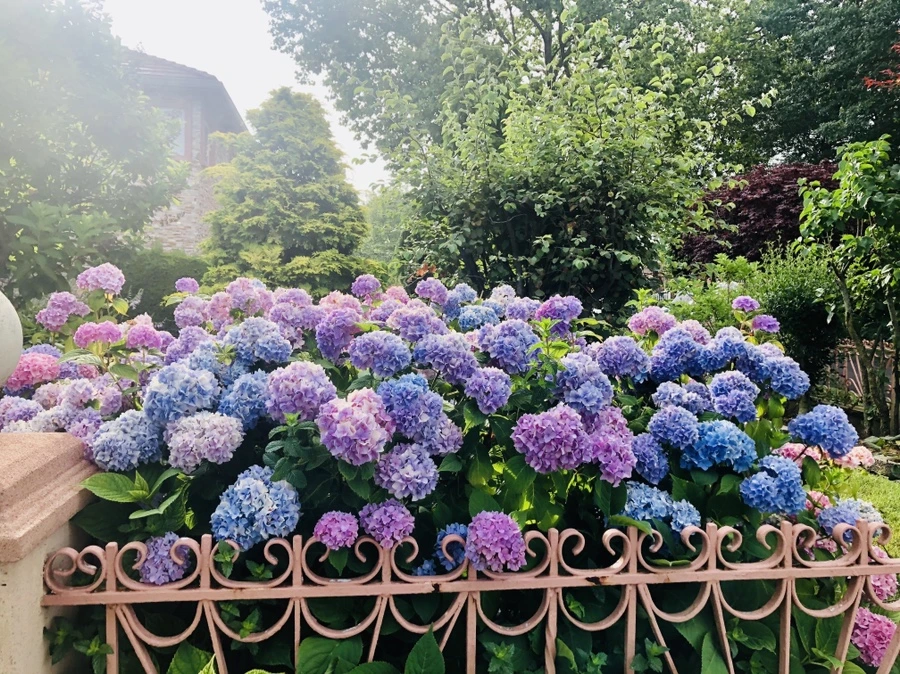 IMG_0991.jpg?type=w966