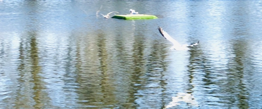 IMG_1343.jpg?type=w966