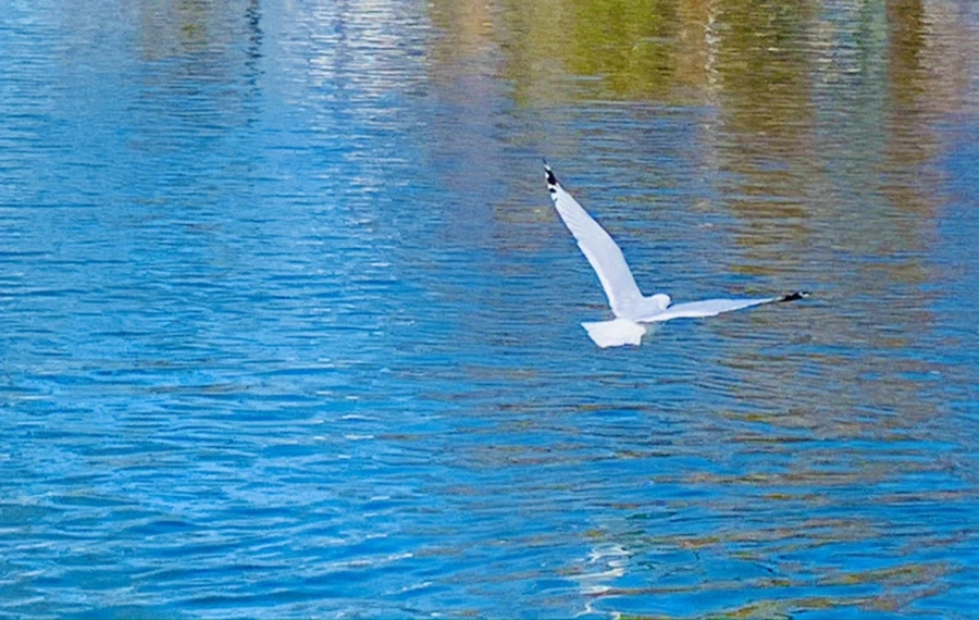 IMG_8916.jpg?type=w966