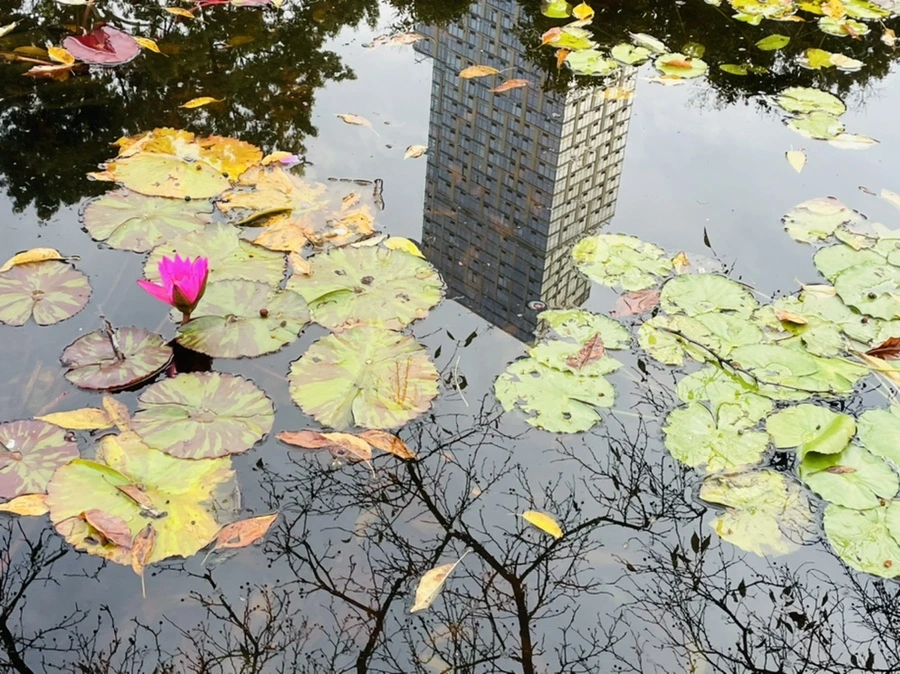 IMG_1259.jpg?type=w966